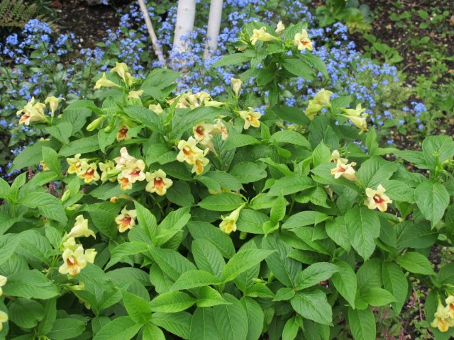 Вейгела Миддендорфа (Middendorf weigela) Вейгела Миддендорфа (Middendorf weigela)
