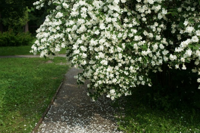 Чубушник (Philadelphus) Чубушник (Philadelphus)