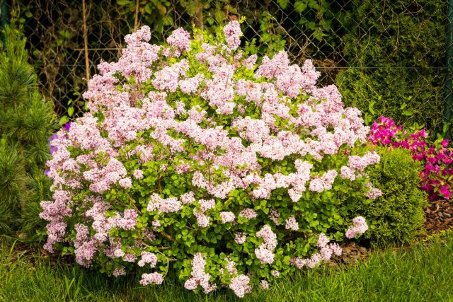 Сирень (Syringa) Сирень (Syringa)