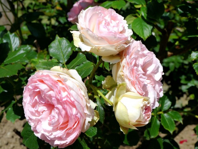 Роза столистная (Rosa centifolia) Роза столистная (Rosa centifolia)