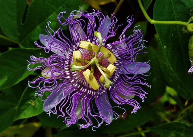 Пассифлора инкарнатная (Passiflora incarnata) Пассифлора инкарнатная (Passiflora incarnata)