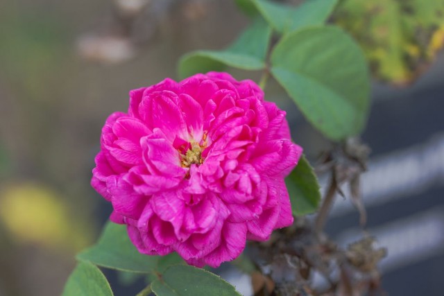 Роза дамасская (Rosa damascene) Роза дамасская (Rosa damascene)