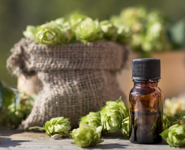 Шишки хмеля обыкновенного (Humulus lupulus) Шишки хмеля обыкновенного (Humulus lupulus)