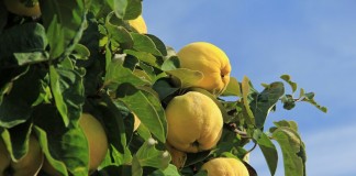 Айва — неприхотливое и красивое дерево, вкусные и полезные плоды