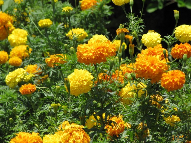 Бархатцы прямостоячие, или бархатцы африканские (Tagetes erecta) Бархатцы прямостоячие, или бархатцы африканские (Tagetes erecta)
