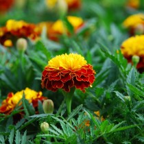 Бархатцы африканские (Tagetes erecta) Orange Flame Бархатцы африканские (Tagetes erecta) Orange Flame
