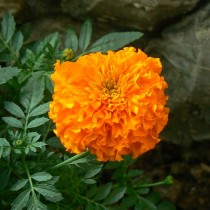 Бархатцы африканские (Tagetes erecta) Antigua Бархатцы африканские (Tagetes erecta) Antigua