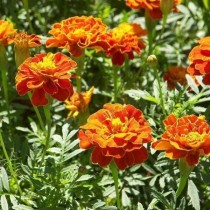Прямостоячие бархатцы (Tagetes erecta) Gold Dollar Прямостоячие бархатцы (Tagetes erecta) Gold Dollar