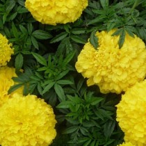 Прямостоячие бархатцы (Tagetes erecta) Lemon Queen Прямостоячие бархатцы (Tagetes erecta) Lemon Queen