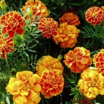 Прямостоячие бархатцы (Tagetes erecta) Queen Sophia Прямостоячие бархатцы (Tagetes erecta) Queen Sophia