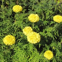 Прямостоячие бархатцы (Tagetes erecta) Zitronen prinz Прямостоячие бархатцы (Tagetes erecta) Zitronen prinz