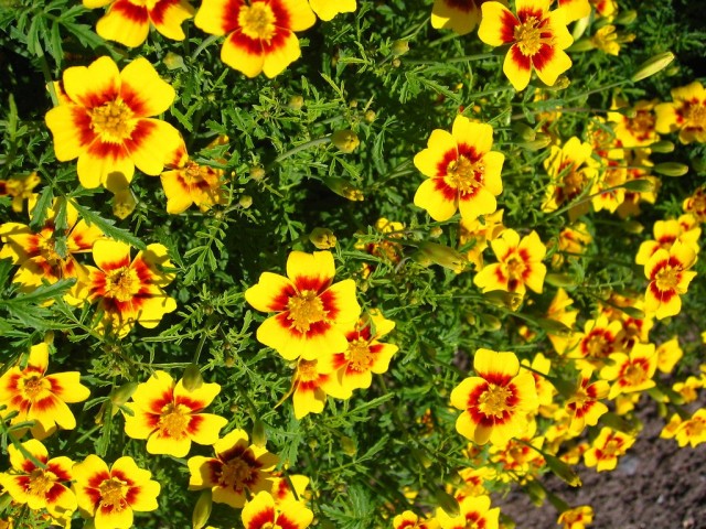 Бархатцы тонколистные (Tagetes tenuifolia) Бархатцы тонколистные (Tagetes tenuifolia)