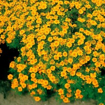 Бархатцы тонколистные (Tagetes tenuifolia) Gnom Бархатцы тонколистные (Tagetes tenuifolia) Gnom