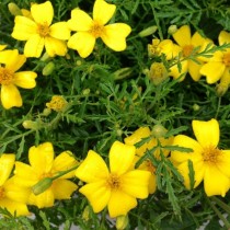 Бархатцы тонколистные (Tagetes tenuifolia) Lemon Gem Бархатцы тонколистные (Tagetes tenuifolia) Lemon Gem