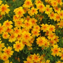 Бархатцы тонколистные (Tagetes tenuifolia) Ursula Бархатцы тонколистные (Tagetes tenuifolia) Ursula