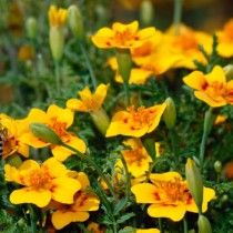 Бархатцы лучистые (Tagetes lucida) Бархатцы лучистые (Tagetes lucida)