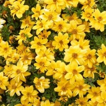 Бархатцы Леммона (Tagetes lemmonii) Бархатцы Леммона (Tagetes lemmonii)