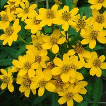 Бархатцы Нельсона (Tagetes nelsonii) Бархатцы Нельсона (Tagetes nelsonii)