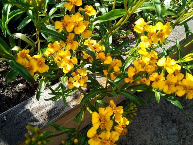 Бархатцы анисовые (Tagetes anisata) «Анисовый аромат» Бархатцы анисовые (Tagetes anisata) «Анисовый аромат»
