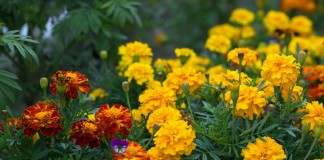 Бархатцы — самые популярные виды и сорта