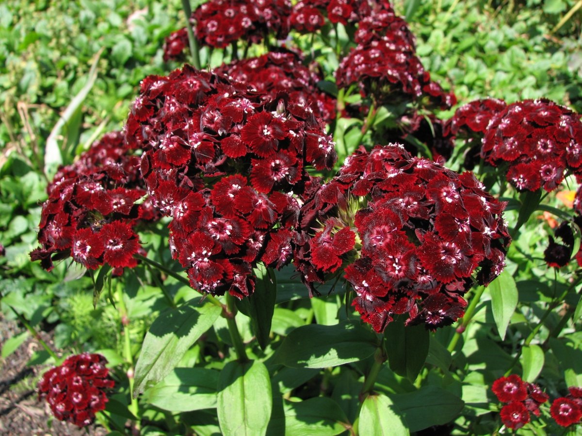 dianthus-heart-attack-1