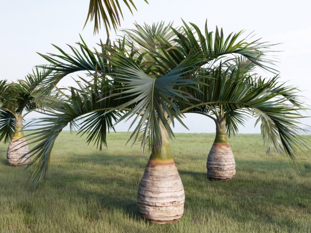 Гиофорба бутылочноствольная (Hyophorbe lagenicaulis) Гиофорба бутылочноствольная (Hyophorbe lagenicaulis)
