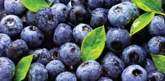 Голубика – перспективная ягодная культура - ООО «Лама Торф» Ягоды голубики являются источником биологически активных веществ и витаминов