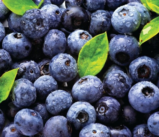 Голубика – перспективная ягодная культура - ООО «Лама Торф» Ягоды голубики являются источником биологически активных веществ и витаминов