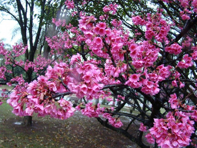 Вишня колокольчатая (Prunus campanulata)