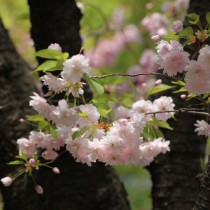Горная сакура (Prunus Jamasakura)