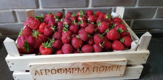 В настоящее время благодаря российским и зарубежным селекционерам создано более 2000 сортов крупноплодной земляники садовой