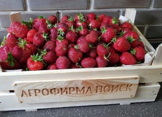 В настоящее время благодаря российским и зарубежным селекционерам создано более 2000 сортов крупноплодной земляники садовой