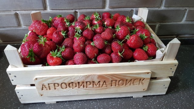 В настоящее время благодаря российским и зарубежным селекционерам создано более 2000 сортов крупноплодной земляники садовой