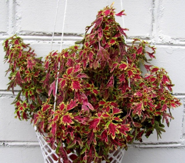 Ампельный колеус Wisley Tapestry Ампельный колеус Wisley Tapestry