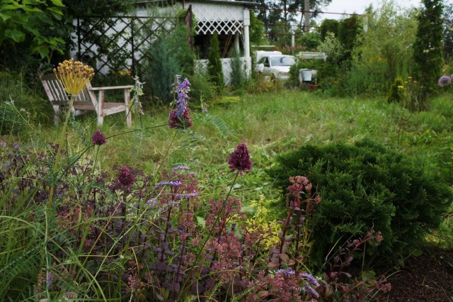 Пергола смягчает переход от домика и хозяйственной зоны к «дикой» части сада с лужайкой и миксбордером