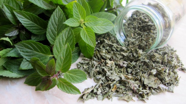 Мята перечная (Mentha piperita) Мята перечная (Mentha piperita)