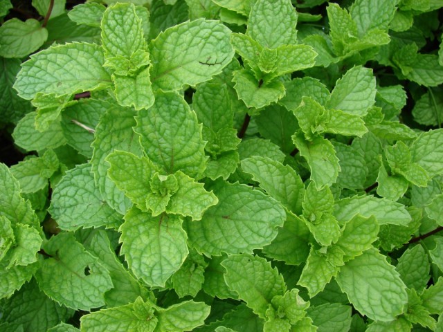 Мята курчавая,или Колосовидная (Mentha spicata) Мята курчавая,или Колосовидная (Mentha spicata)