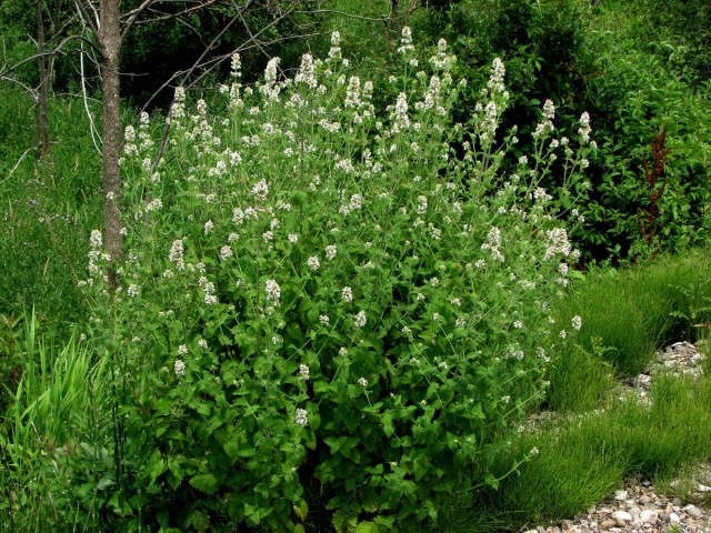 Кошачья мята, или Котовник кошачий (Nepeta cataria) Кошачья мята, или Котовник кошачий (Nepeta cataria)