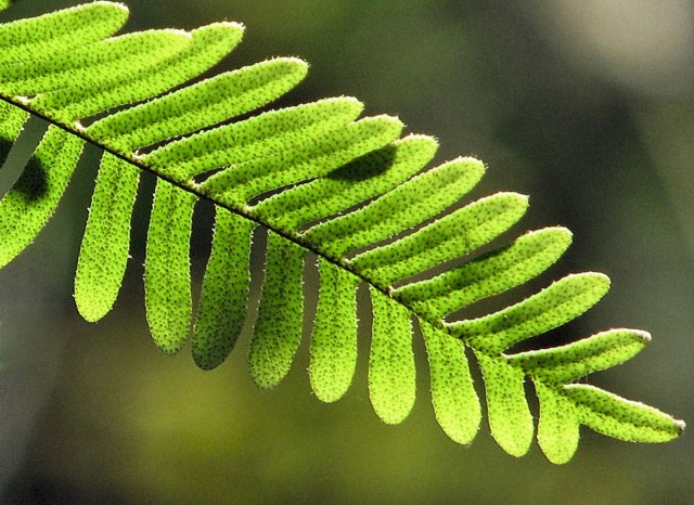 Папоротник-многоножка, или Полиподиум многоножкоподобный (Polypodium polypodioides) Папоротник-многоножка, или Полиподиум многоножкоподобный (Polypodium polypodioides)