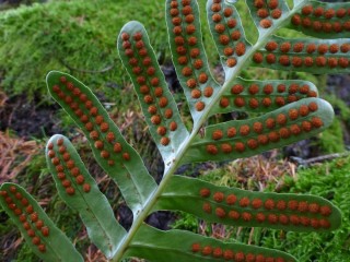 Полиподиум Скулера (Polypodium scouleri) Полиподиум Скулера (Polypodium scouleri)