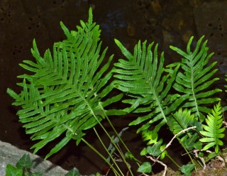 Полиподиум батистовый, или южный (Polypodium cambricum) Полиподиум батистовый, или южный (Polypodium cambricum)