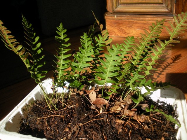 Полиподиум виргинский (Polypodium virginianum)