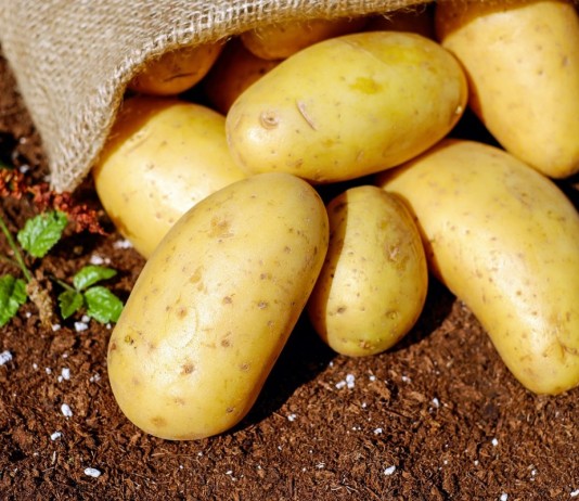 Посевной материал картофеля можно защитить от колорадского жука, медведки и проволочника на длительный срок и при этом сэкономить время и деньги
