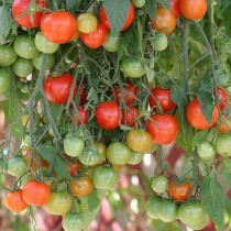 Томат Garden Pearl Томат Garden Pearl
