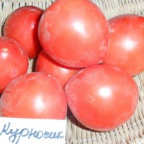 Томат «Курносик» Томат «Курносик»