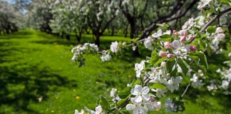 Лучший способ не допустить распространения болезней и вредителей - провести профилактические мероприятия по защите сада