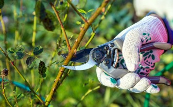 Весенняя обрезка декоративных кустарников и многолетних цветов