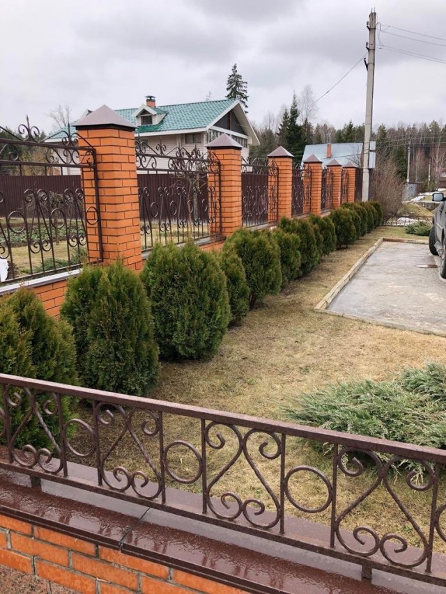 Туи после обтряски весной Туи после обтряски весной