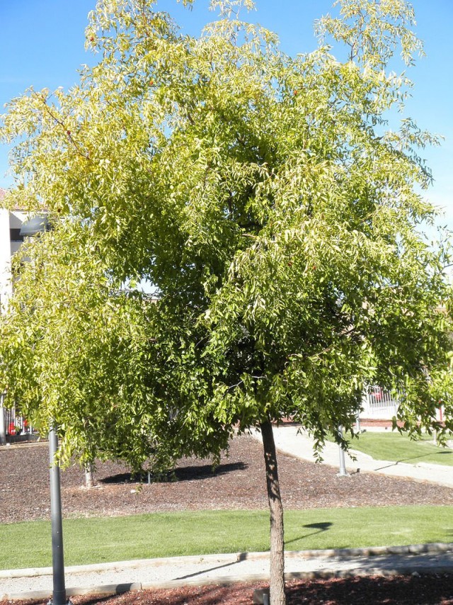 Зизифус настоящий (Ziziphus jujuba) Зизифус настоящий (Ziziphus jujuba)