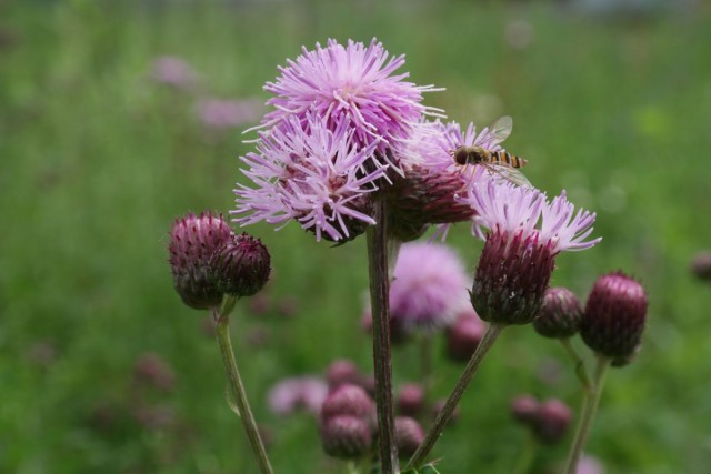 Бодяк полевой (Cirsium arvense) Бодяк полевой (Cirsium arvense)